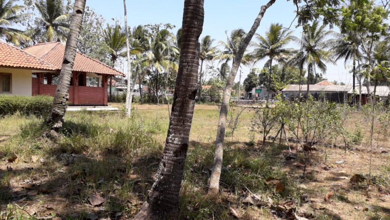 TANAH 11.800 METER BONUS BANGUNAN KLASIK, KUTOARJO, PURWOREJO