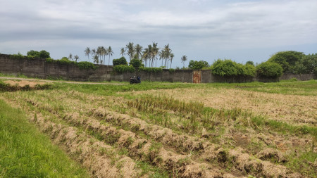 Freehold 3265 Sqm rice field beach coast land at Jembrana, Bali