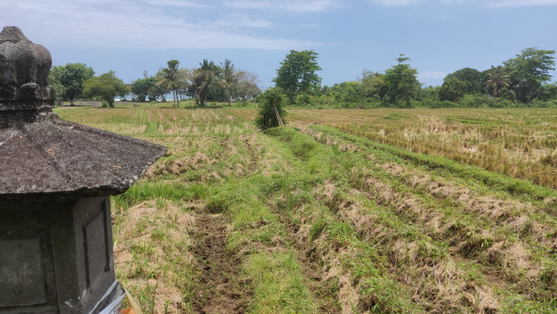 Freehold 3265 Sqm rice field beach coast land at Jembrana, Bali