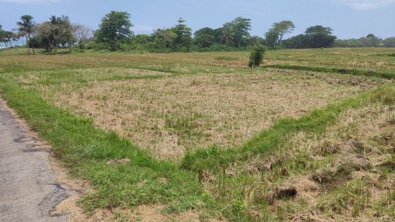 Freehold 3265 Sqm rice field beach coast land at Jembrana, Bali