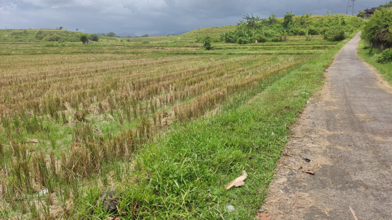 Freehold 3265 Sqm rice field beach coast land at Jembrana, Bali