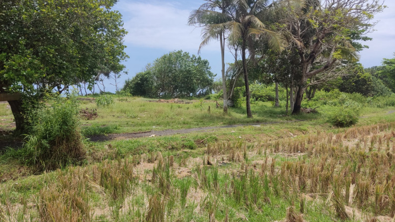 Freehold 3265 Sqm rice field beach coast land at Jembrana, Bali