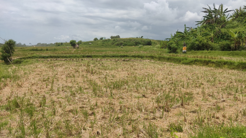 Freehold 3265 Sqm rice field beach coast land at Jembrana, Bali