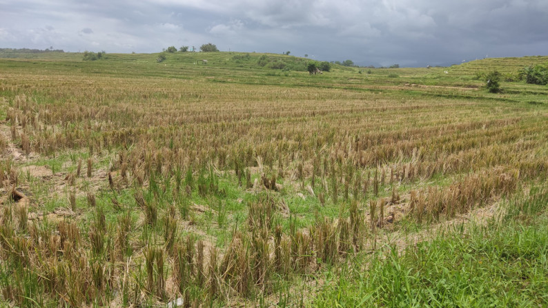 Freehold 3265 Sqm rice field beach coast land at Jembrana, Bali