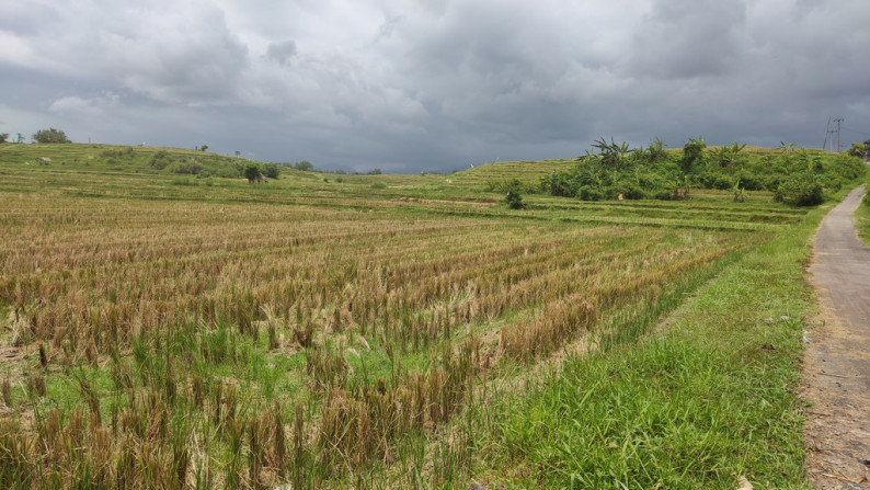 Freehold 3265 Sqm rice field beach coast land at Jembrana, Bali