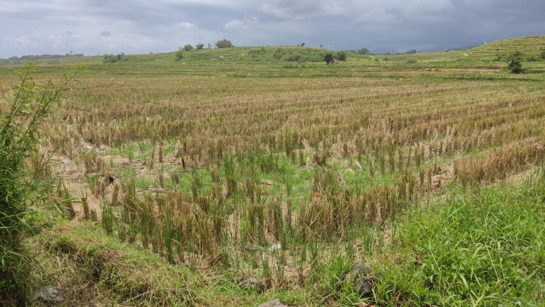 Freehold 3265 Sqm rice field beach coast land at Jembrana, Bali