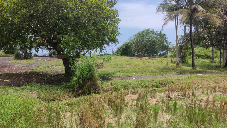 Freehold 3265 Sqm rice field beach coast land at Jembrana, Bali