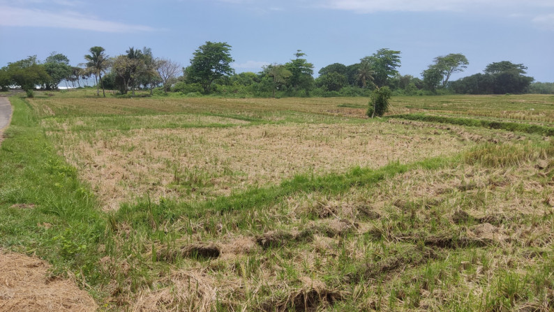 Freehold 3265 Sqm rice field beach coast land at Jembrana, Bali