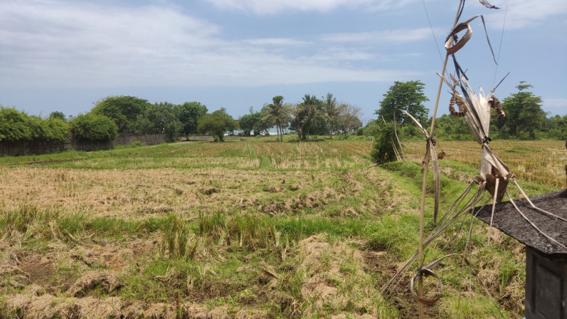 Freehold 3265 Sqm rice field beach coast land at Jembrana, Bali