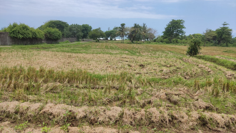 Freehold 3265 Sqm rice field beach coast land at Jembrana, Bali