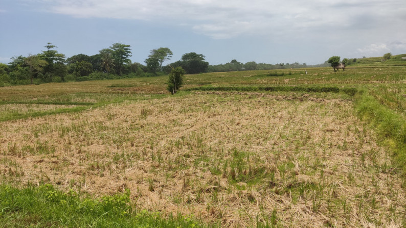 Freehold 3265 Sqm rice field beach coast land at Jembrana, Bali