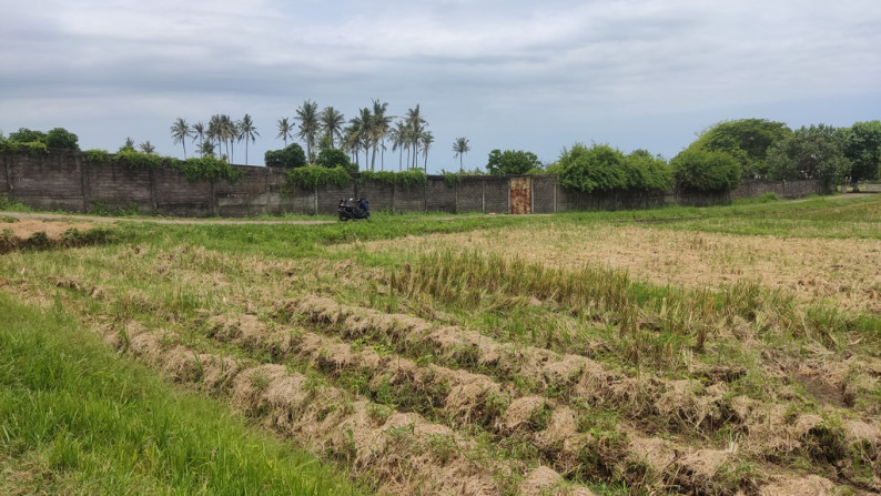 Freehold 3265 Sqm rice field beach coast land at Jembrana, Bali