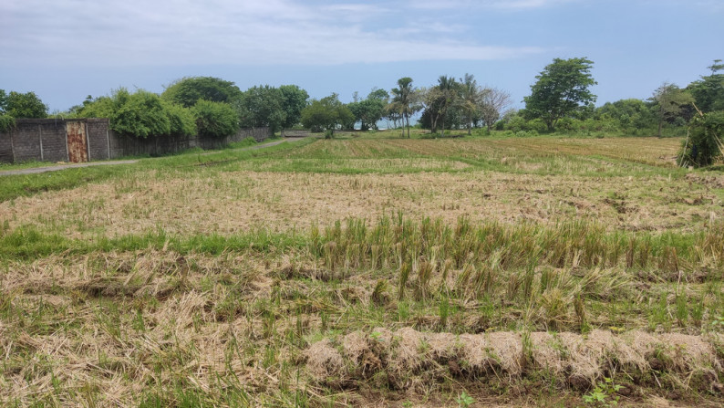 Freehold 3265 Sqm rice field beach coast land at Jembrana, Bali