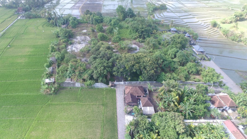 Affordable Land Freehold  with Rice field Views, Tabanan