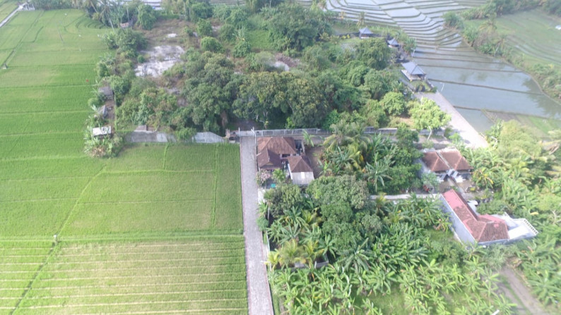 Affordable Land Freehold  with Rice field Views, Tabanan