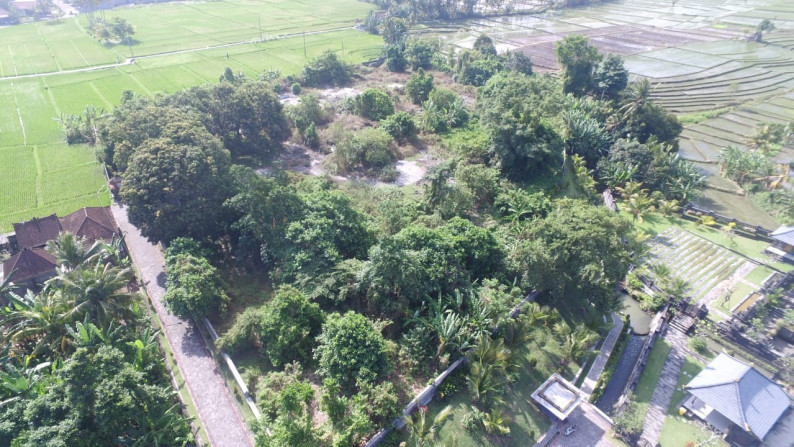 Affordable Land Freehold  with Rice field Views, Tabanan