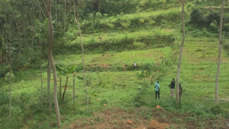 Tanah Perkebunan di Wonosari Jolotundo Pasuruan