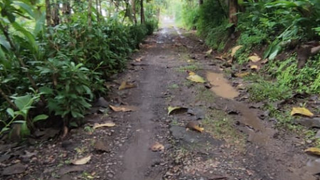 PEKARANGAN 515 METER PERSEGI,  200 METER DARI SMP BOPKRI SALAMREJO,