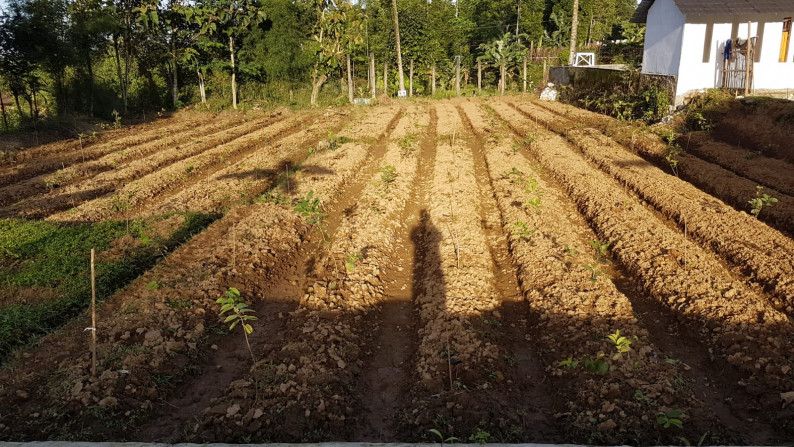 Jual Cepat Tanah dan Bangunan Villa 2 lantai - Rumah Panggung dan Peternakan