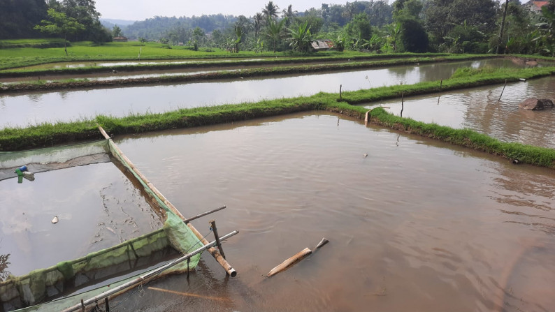 Dijual Sawah Luas @Wanaysa, Purwakarta