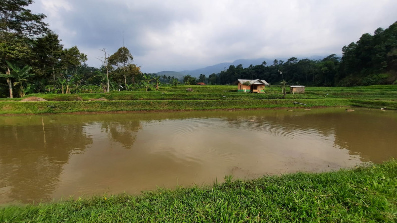 Dijual Sawah Luas @Wanaysa, Purwakarta