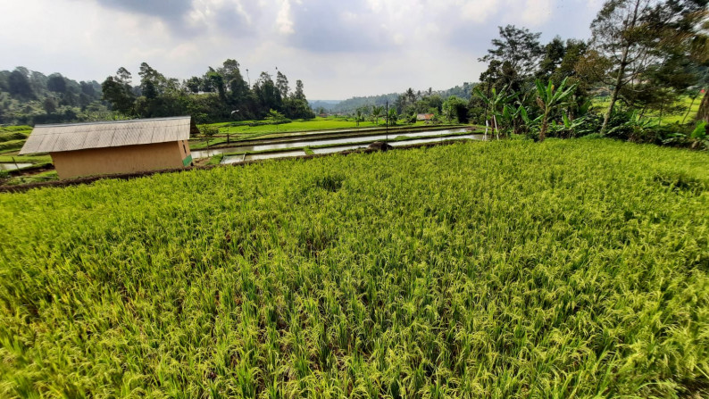 Dijual Sawah Luas @Wanaysa, Purwakarta