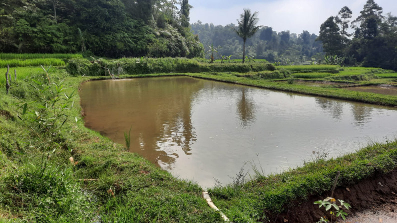 Dijual Sawah Luas @Wanaysa, Purwakarta