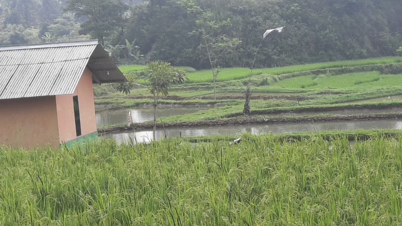 Dijual Sawah Luas @Wanaysa, Purwakarta