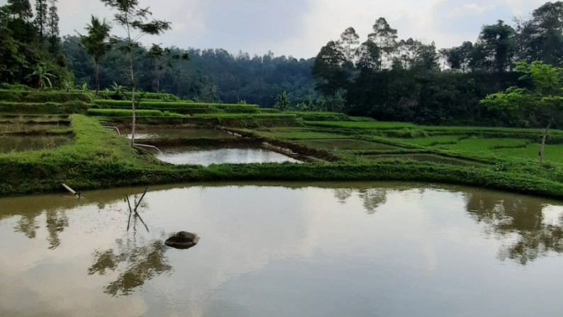 Dijual Sawah Luas @Wanaysa, Purwakarta