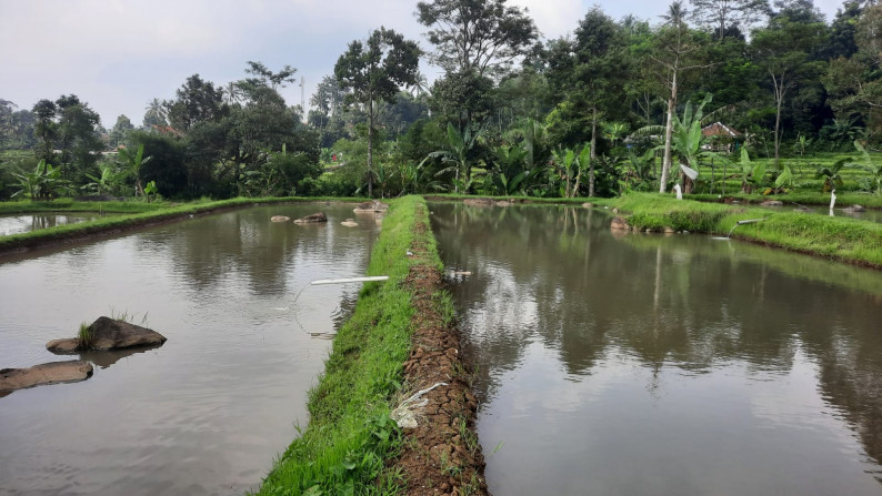 Dijual Sawah Luas @Wanaysa, Purwakarta