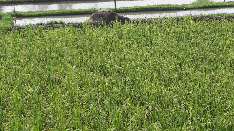 Dijual Sawah Luas @Wanaysa, Purwakarta