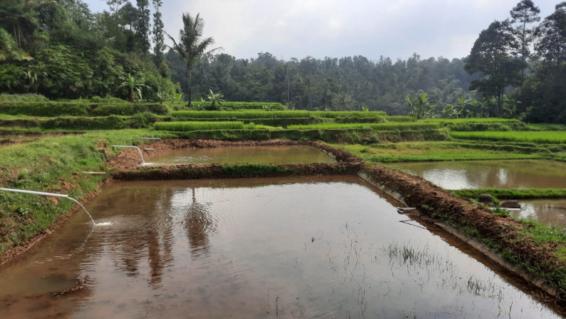 Dijual Sawah Luas @Wanaysa, Purwakarta