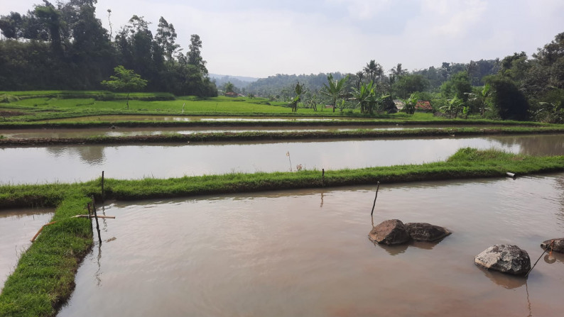 Dijual Sawah Luas @Wanaysa, Purwakarta