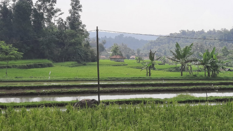 Dijual Sawah Luas @Wanaysa, Purwakarta