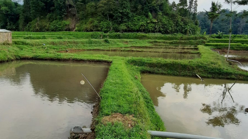 Dijual Sawah Luas @Wanaysa, Purwakarta