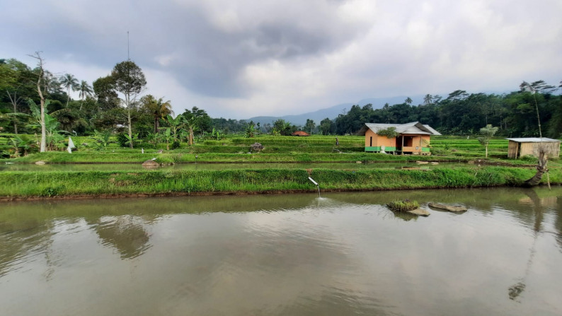 Dijual Sawah Luas @Wanaysa, Purwakarta