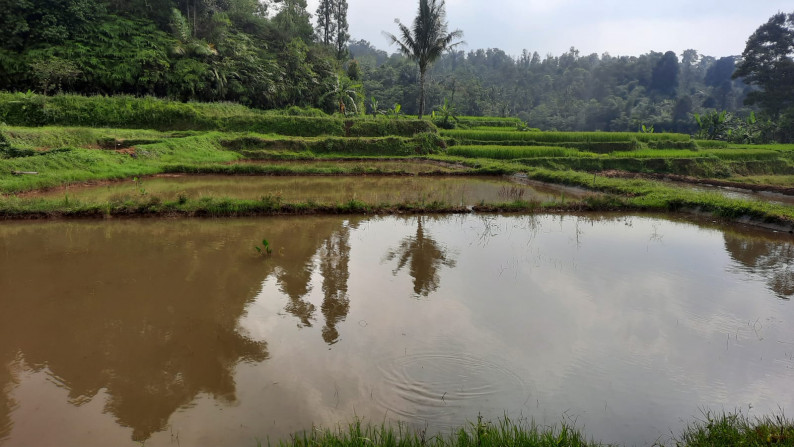 Dijual Sawah Luas @Wanaysa, Purwakarta