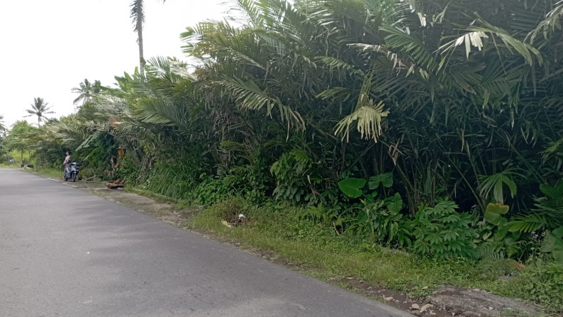 TANAH SAWAH SELUAS 549 METER PERSEGI DI CANDIBINANGUN, PAKEM