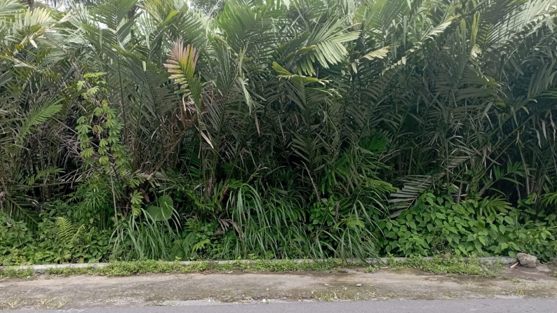 TANAH SAWAH SELUAS 549 METER PERSEGI DI CANDIBINANGUN, PAKEM