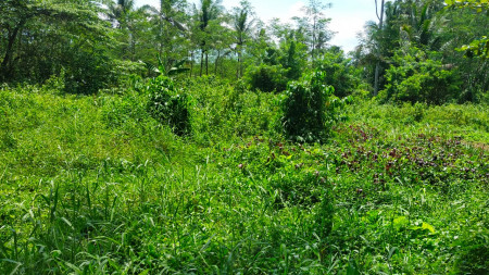 TANAH SAWAH 1137 METER PERSEGI DI PASAR ANYAR MAGELANG