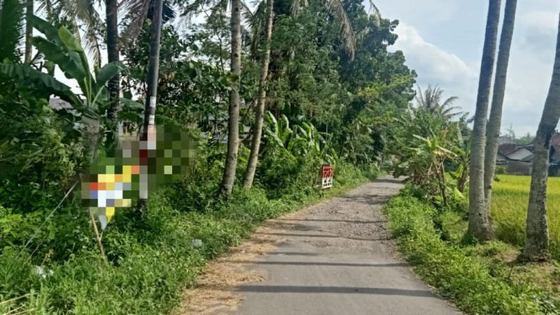 Tanah Sawah di Belakang kampus UMY - DI.Yogyakarta