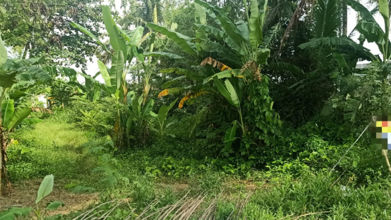 Tanah Sawah di Belakang kampus UMY - DI.Yogyakarta