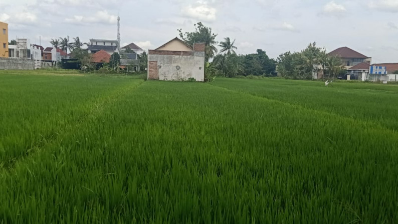 Tanah Sawah di Belakang kampus UMY - DI.Yogyakarta