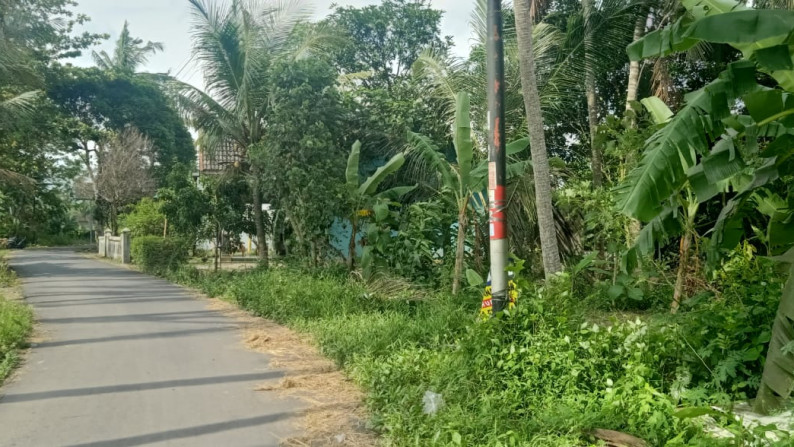 Tanah Sawah di Belakang kampus UMY - DI.Yogyakarta