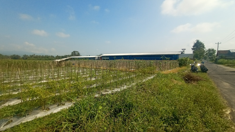 TANAH SAWAH SELUAS 806+806 METER PERSEGI, DI SONOHARJO, SEYEGAN, SLEMAN