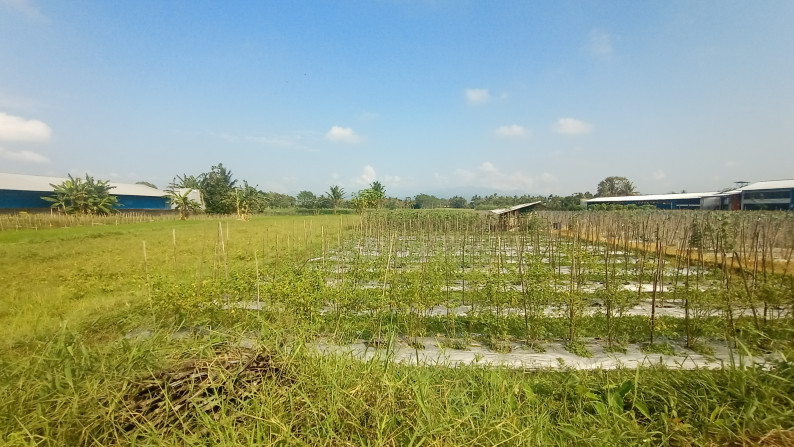 TANAH SAWAH SELUAS 806+806 METER PERSEGI, DI SONOHARJO, SEYEGAN, SLEMAN