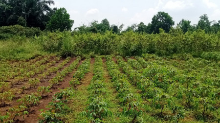 Jual Tanah Leuwiliang Jasinga Bogor