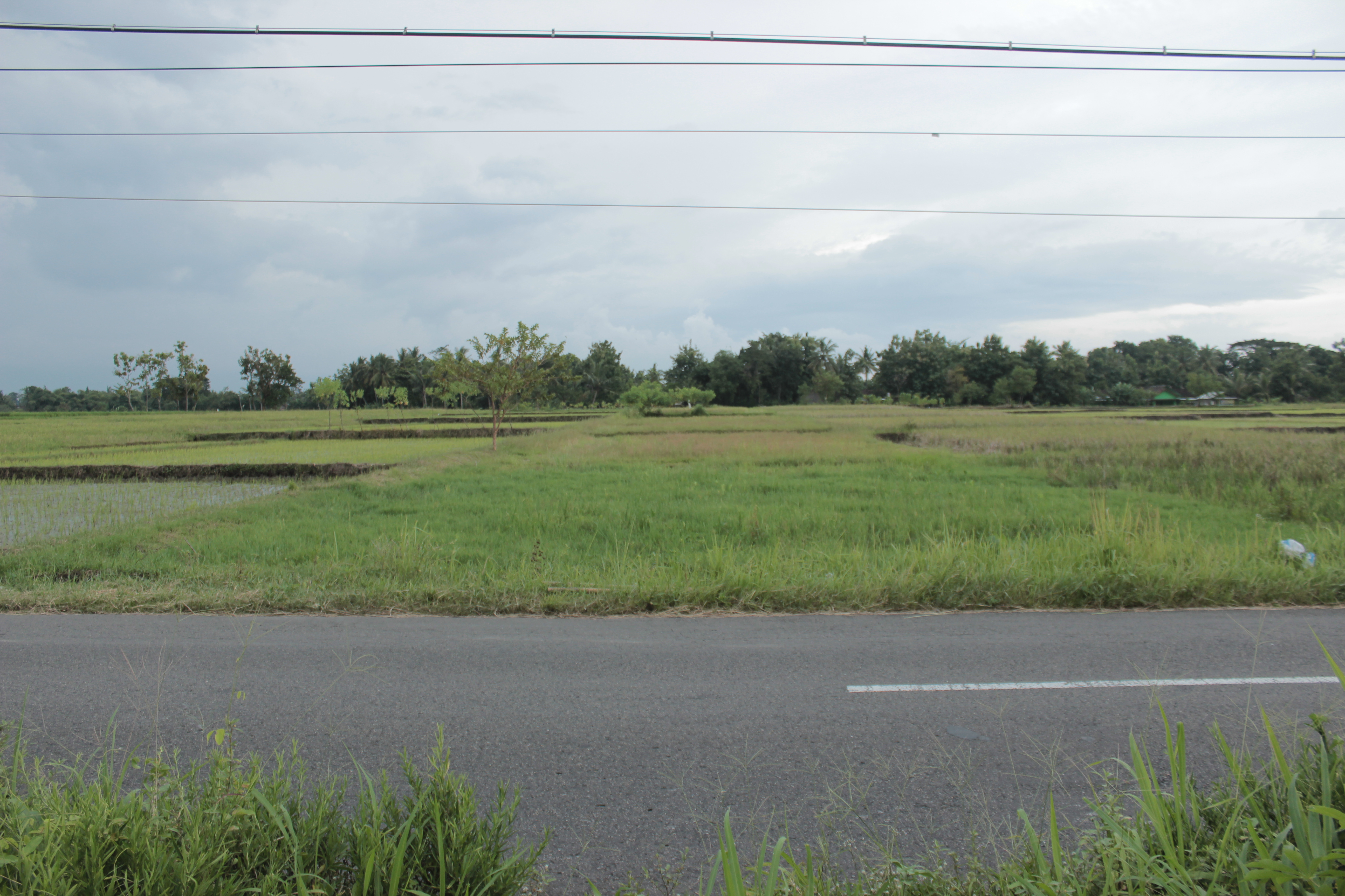 TANAH SAWAH SELUAS 1459 METER PERSEGI, DI JL GODEAN