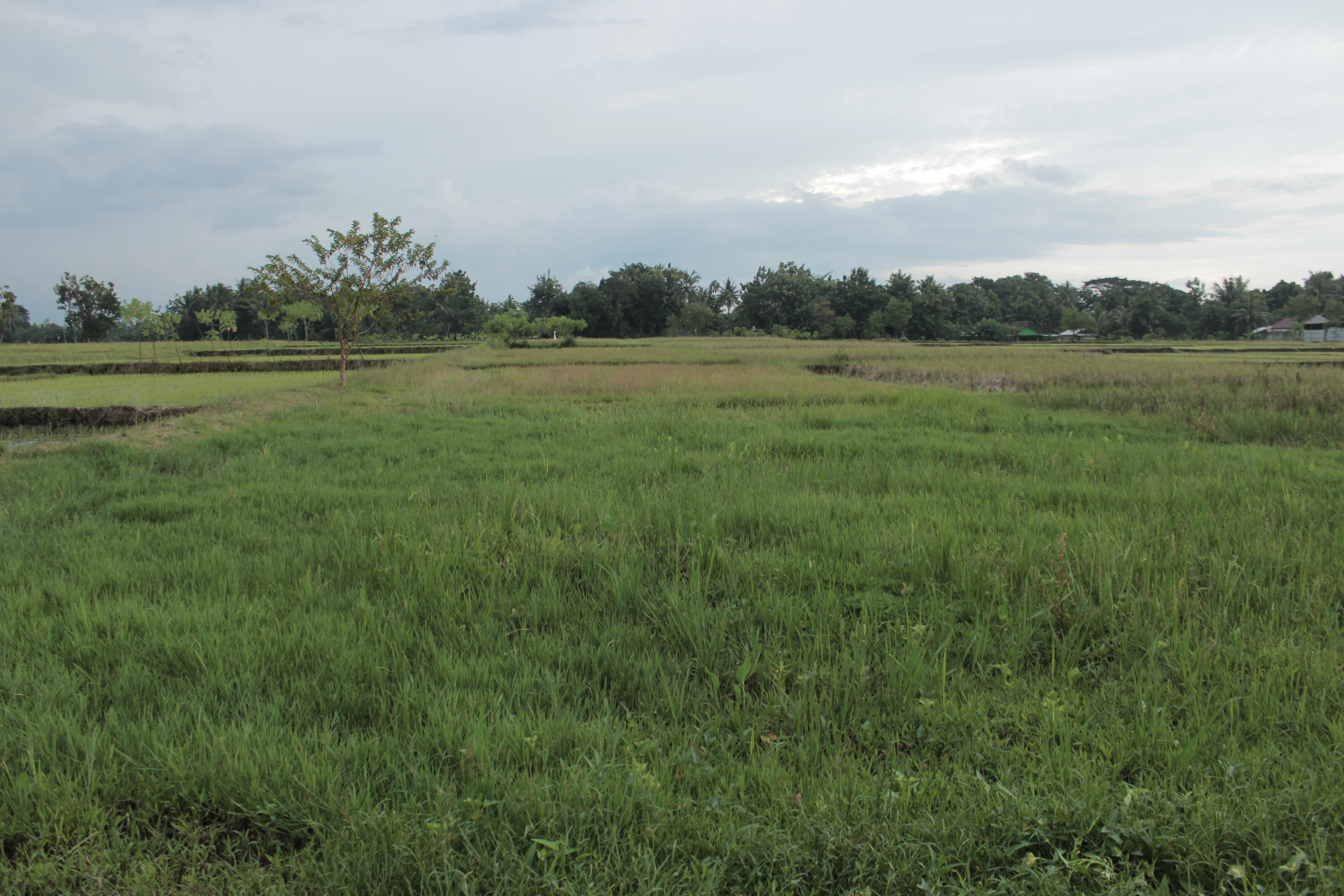 TANAH SAWAH SELUAS 1459 METER PERSEGI, DI JL GODEAN