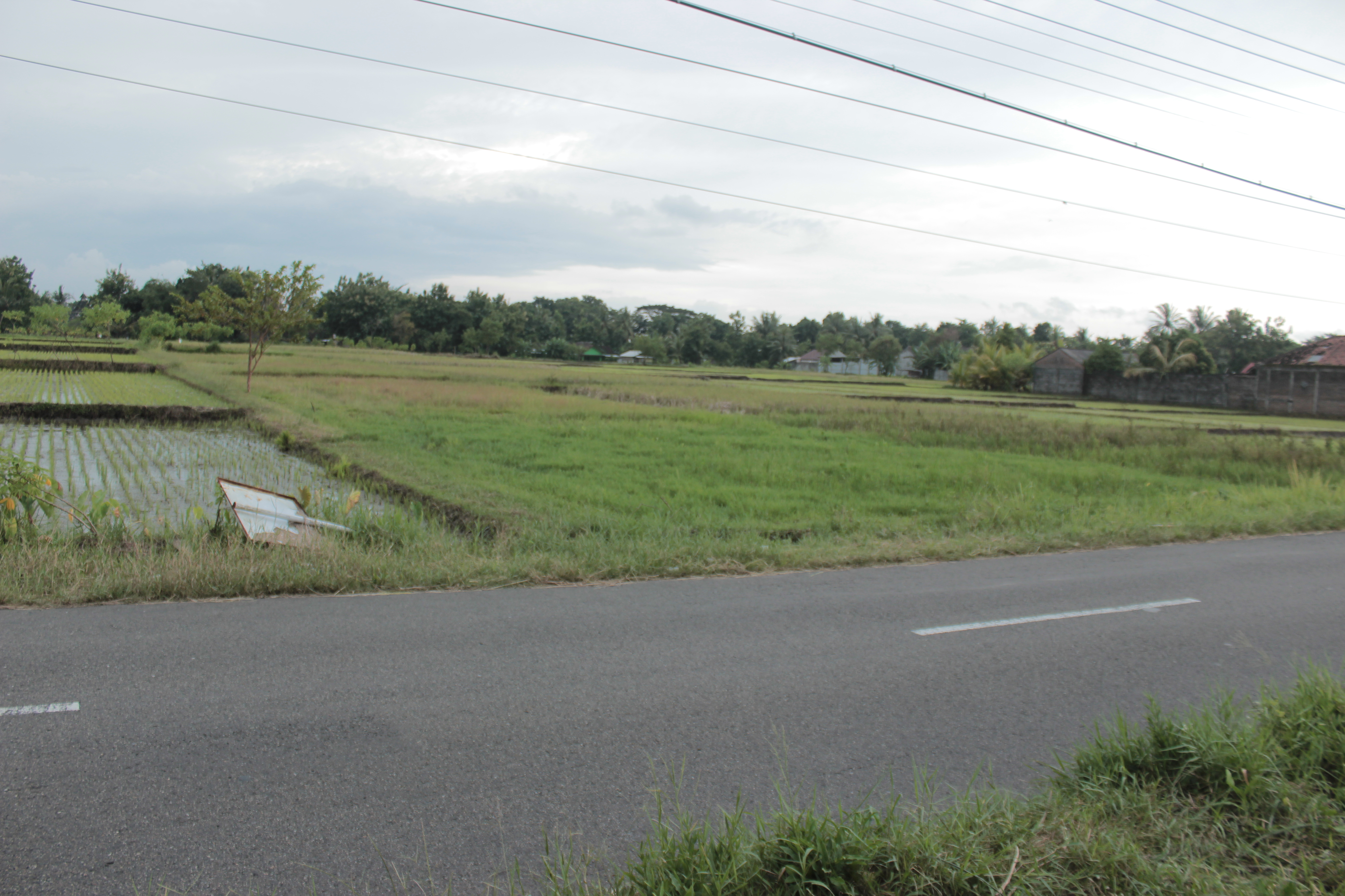 TANAH SAWAH SELUAS 1459 METER PERSEGI, DI JL GODEAN